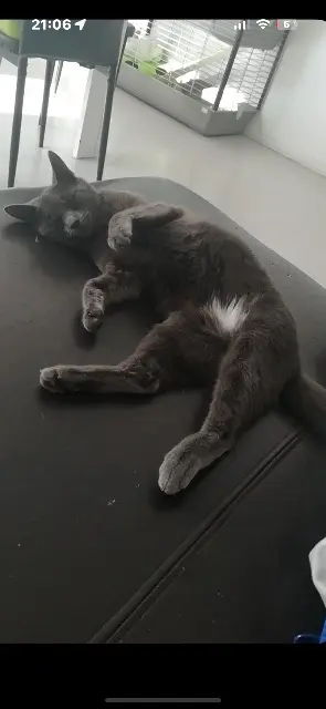 chatte lost   76320 Caudebec-lès-Elbeuf Mimine
