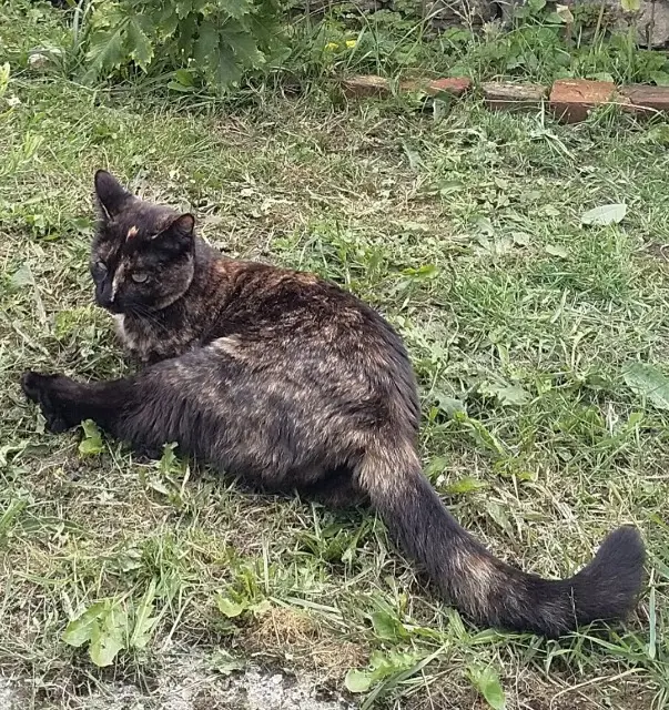 chatte lost   76440 Saint-Michel-d'Halescourt Mina