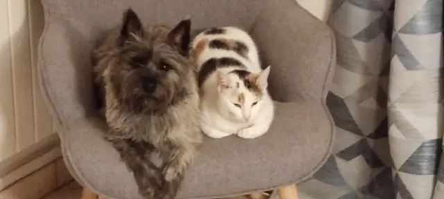 chatte lost   76400 Maniquerville Minette