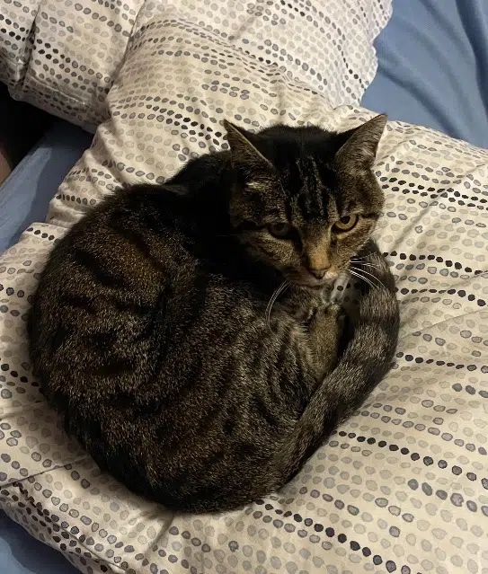 chatte lost   76160 Saint-Jacques-sur-Darnétal Minette