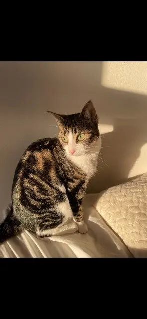 chatte lost   76320 Caudebec-lès-Elbeuf Mira