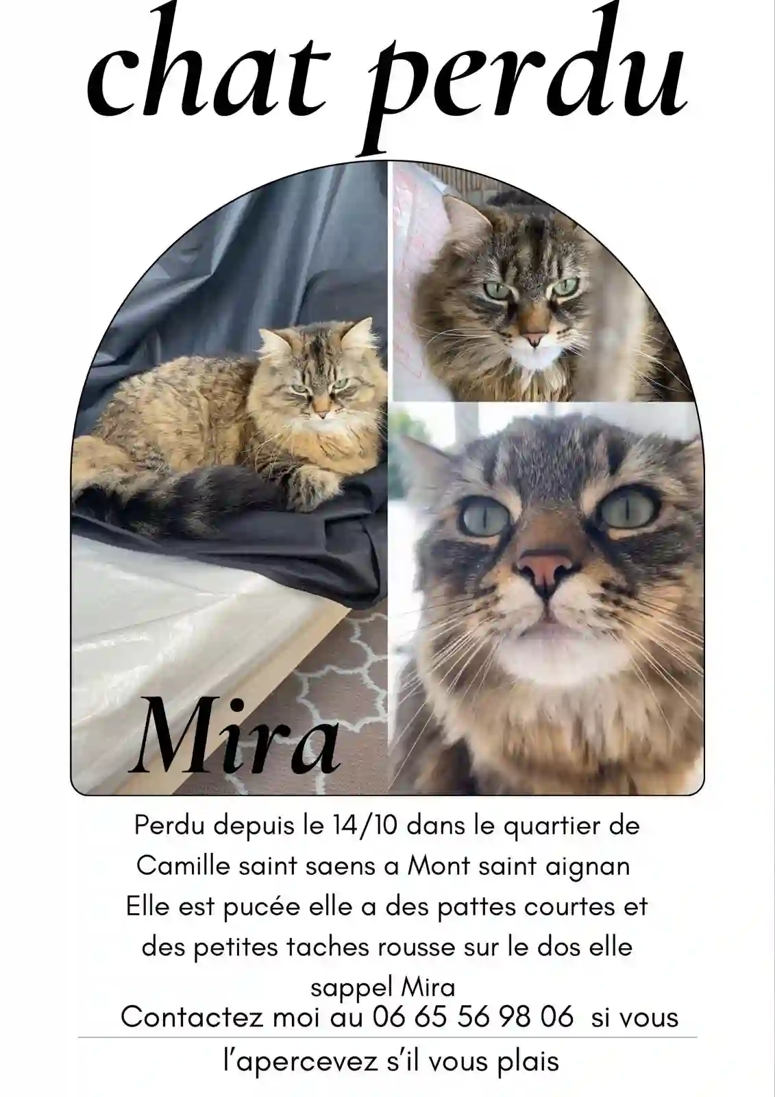 Chatte Perdue 76 Seine-Maritime - Mira Chatte Perdue 76 Seine-Maritime - Mira