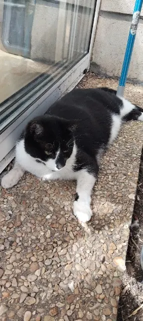 chatte lost   76230 Bois-Guillaume Missi