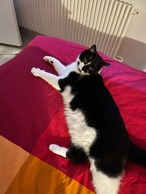 chatte lost   76230 Bois-Guillaume Missy