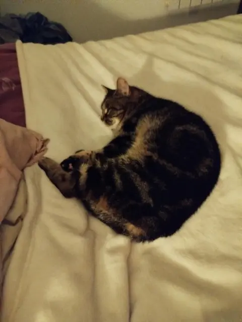 chatte lost   76560 Le Torp-Mesnil Misty