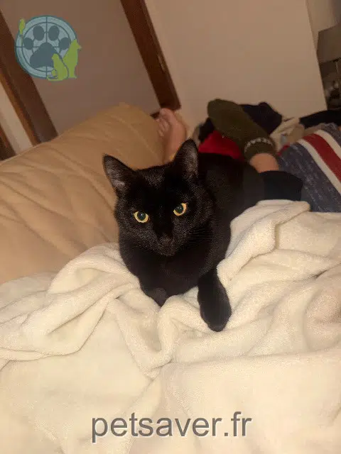 chatte lost   76200 Dieppe Moon
