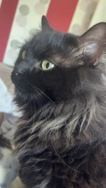 chatte lost   76300 Sotteville-lès-Rouen Mya