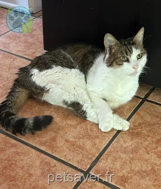 gatta lost 76160 Saint-Léger-du-Bourg-Denis Mystie