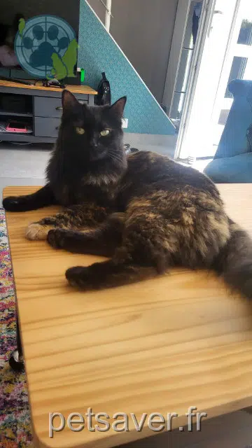 Katze vermisst 76960 Notre-Dame-de-Bondeville Nali Katze lost 76960 Notre-Dame-de-Bondeville Nali