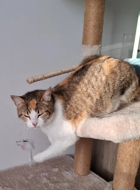 chatte lost   76170 La Frénaye Noisette