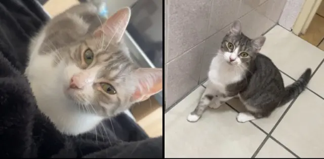 chatte lost   76210 Bolbec Nova