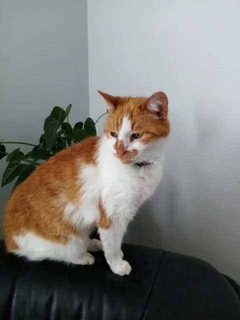 chatte lost   76400 Fécamp Nénette