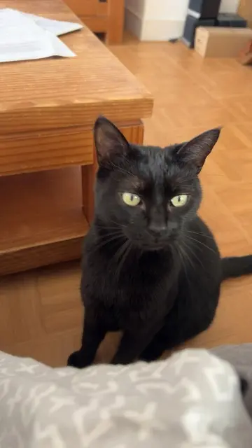 chatte lost   76410 Saint-Aubin-lès-Elbeuf Olympe