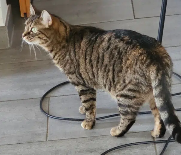 chatte lost   76490 Anquetierville Olympe