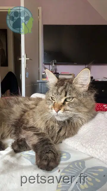 chatte lost   76450 Paluel Pailliette