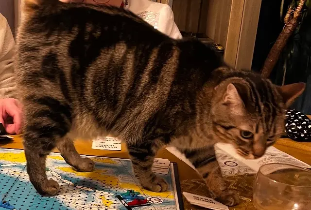 chatte lost   76170 Grand-Camp Penny