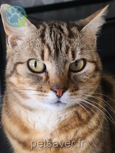 chatte lost 76120 Le Grand-Quevilly Pepsy