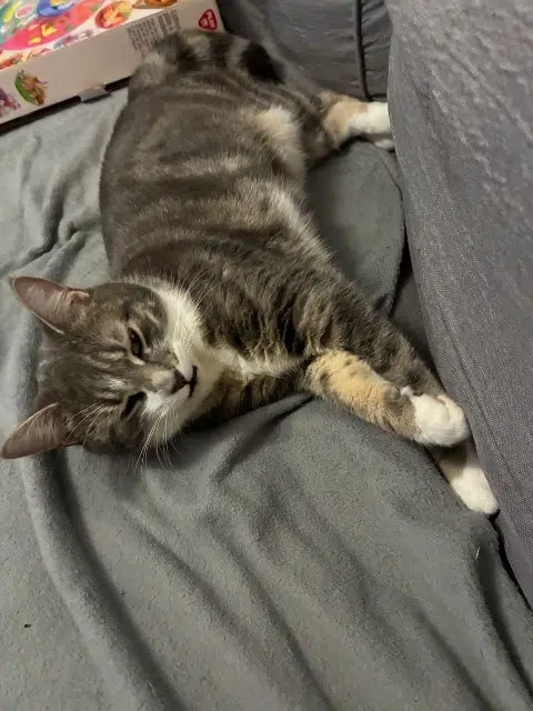 chatte lost   76630 Petit-Caux Wilo