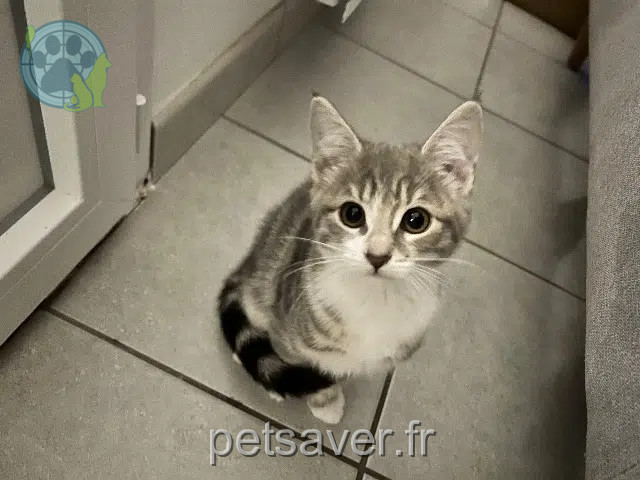 chatte lost   76630 Petit-Caux Wilo