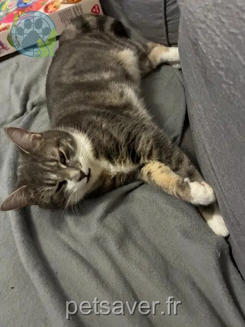 chatte lost   76630 Petit-Caux Wilo