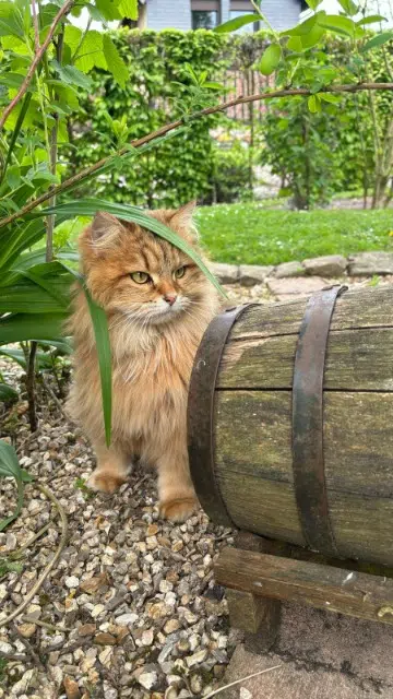 chatte lost   76160 Bois-l'Évêque Phoenixia