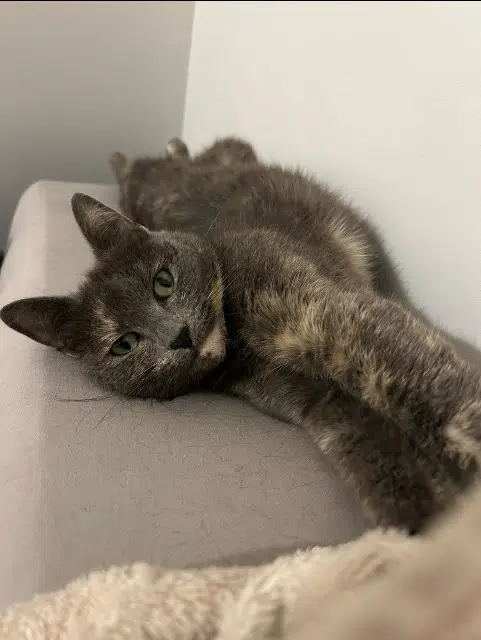 chatte lost   76290 Saint-Martin-du-Manoir Plume