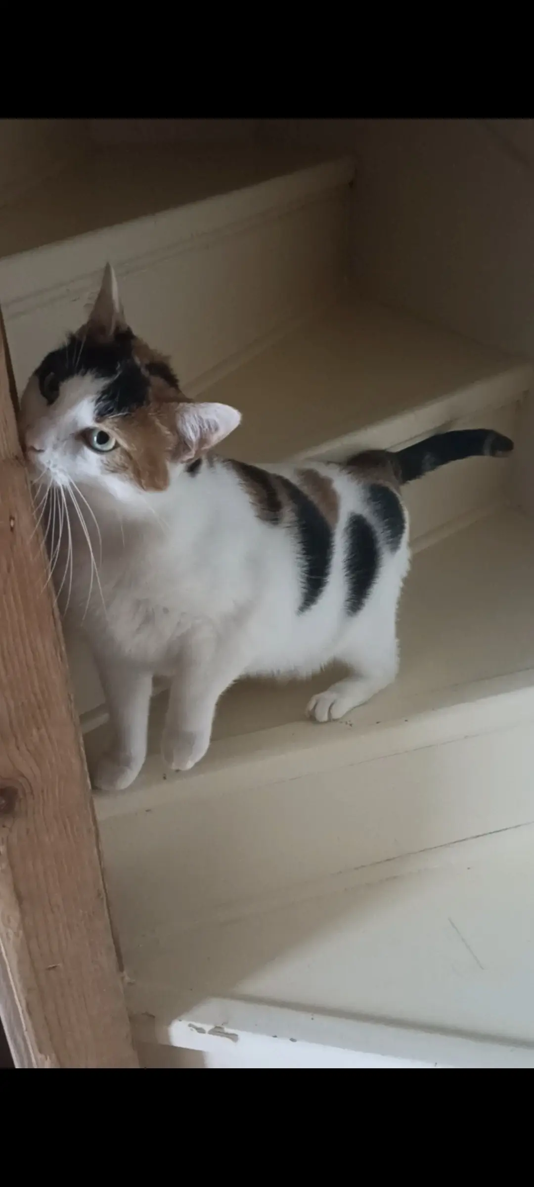 Chatte Perdue 76 Seine-Maritime - Ponyo Chatte Perdue 76 Seine-Maritime - Ponyo