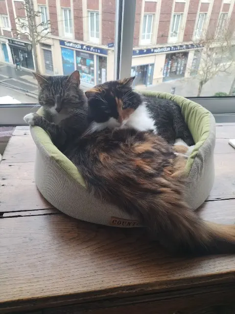 chatte perdue 76470 Le Tréport Princesse chatte lost 76470 Le Tréport Princesse