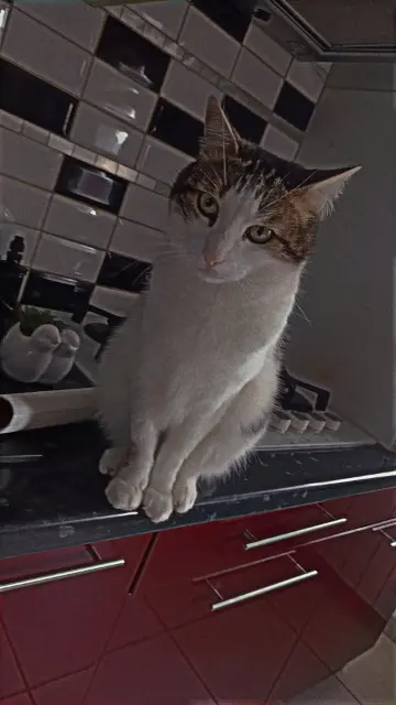 chatte lost   76750 Buchy Prisca