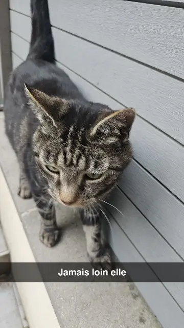 chatte lost   76480 Duclair Rosy