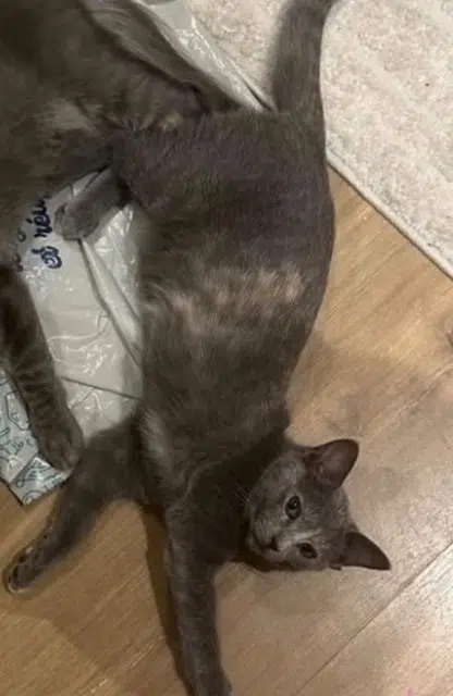 chatte lost    Rouen Alba