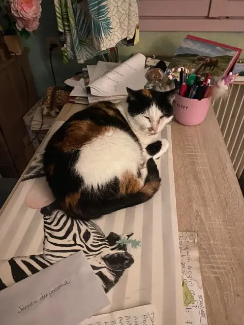 chatte lost    Rouen Estia