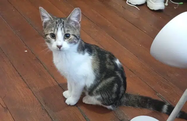 chatte lost    Rouen Joselita