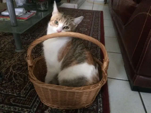chatte lost    Rouen Manille