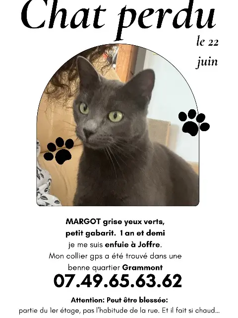 chatte lost    Rouen Margot
