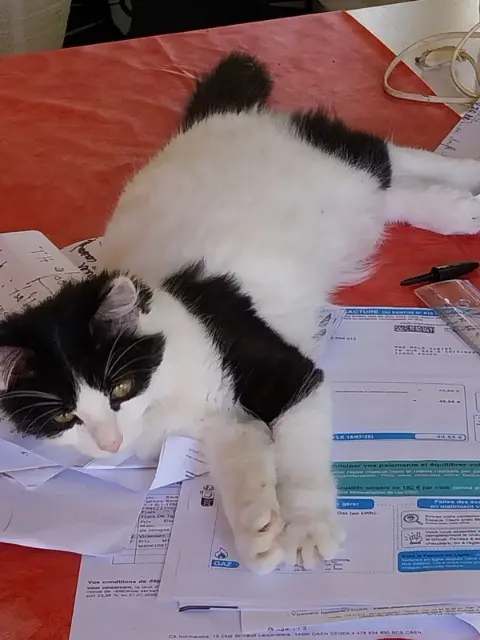 cat lost    Rouen Odette