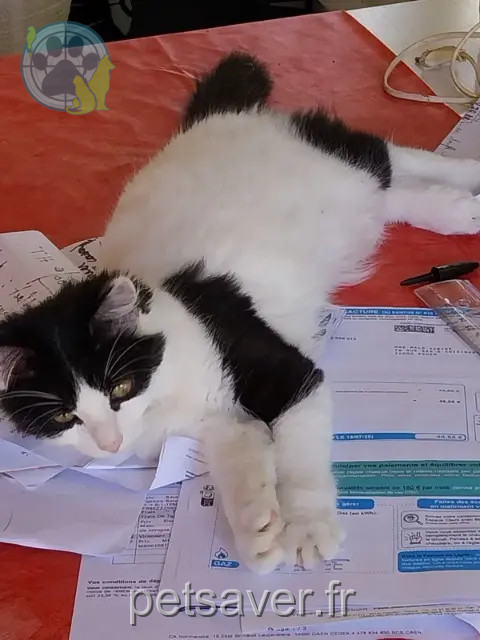 kat vermist Rouen Odette kat lost Rouen Odette