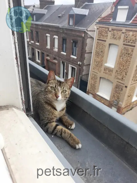 chatte perdue Rouen Ourcine chatte lost Rouen Ourcine
