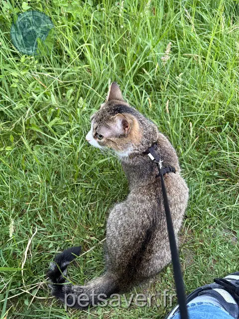 cat lost    Rouen Paulette