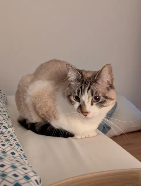 chatte lost    Rouen Yuki