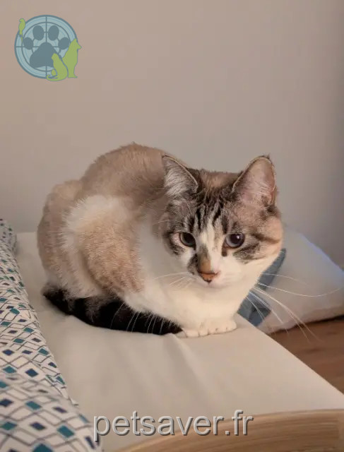 gata perdida Rouen Yuki gata lost Rouen Yuki