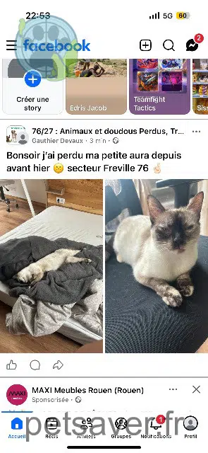 chatte lost   76190 Saint Martin de l'If Aura