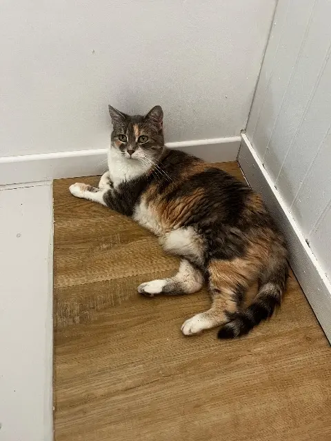 chatte lost   76300 Sotteville-lès-Rouen Shina