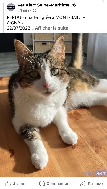chatte lost   76130 Mont-Saint-Aignan Spoon