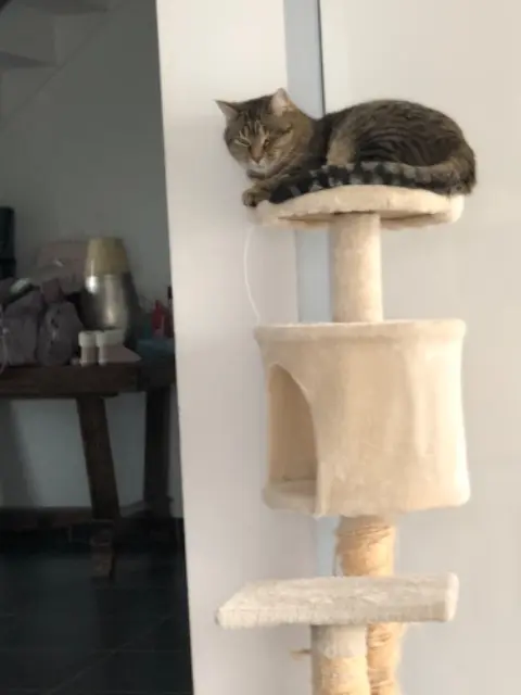 chatte lost   76690 Saint-Germain-sous-Cailly Sylphie
