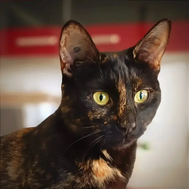 chatte lost   76720 Heugleville-sur-Scie Tao