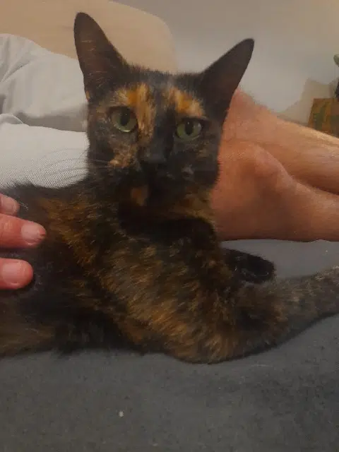 chatte lost   76210 Bolbec Tarama