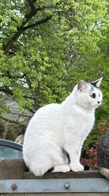 chatte lost   76640 Terres-de-Caux Volte