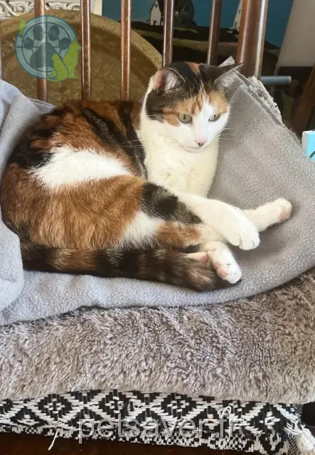 Katze vermisst 76230 Bois-Guillaume Titou Katze lost 76230 Bois-Guillaume Titou