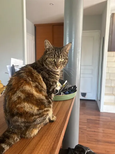chatte lost   76520 Ymare Uguette